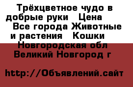 Трёхцветное чудо в добрые руки › Цена ­ 100 - Все города Животные и растения » Кошки   . Новгородская обл.,Великий Новгород г.